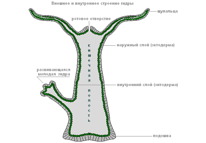 Сайт где купить наркотики